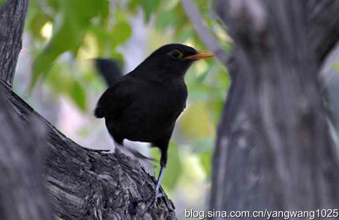 哇！我知道了！它的名字叫乌鸫dong