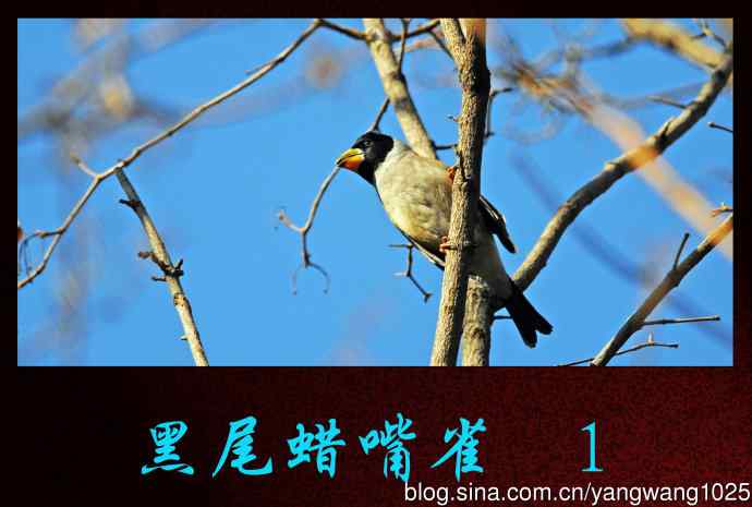 黑尾蜡嘴雀 wbr1