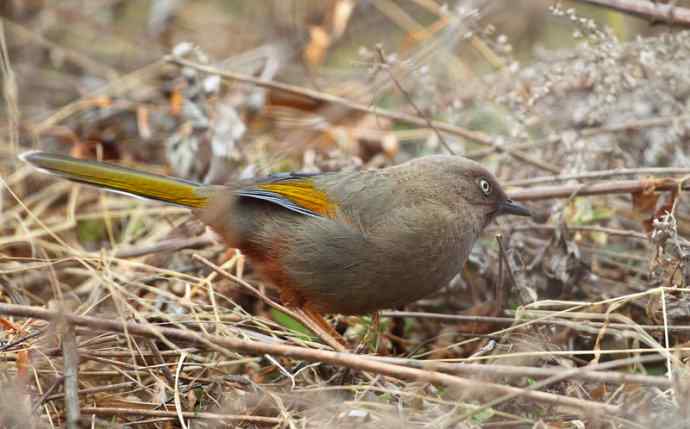 洋县两天观鸟,秦岭如此美妙! 洋县两天观鸟,秦岭如此美妙!