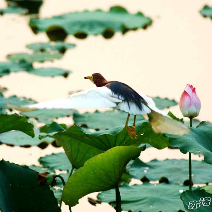 圆明园&nbsp;wbr路&nbsp;wbr池鹭抓了条大鱼
