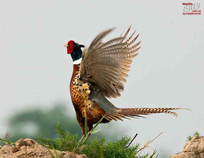 衡水湖&nbsp;wbr路&nbsp;wbr雉鸡