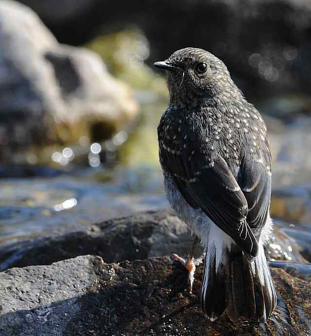 十渡有鸟初长成 wbr. wbr养在溪边人尽识