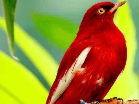 极品红色鸟类：深红紫伞鸟