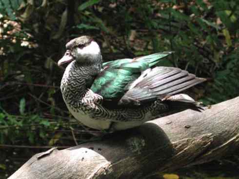 欣赏：美丽的栖鸭2