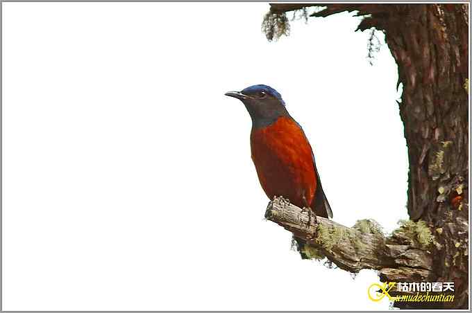 记录高原山鹑&bull;矛纹草鹛&bull;栗腹矶鸫【照片】