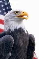 寻找国鸟中的民族性格