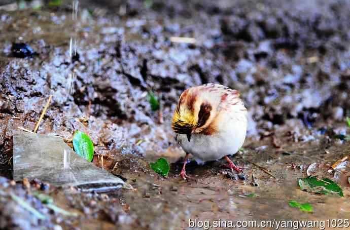 雌性黄喉鹀（12）
