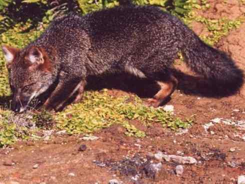 犬科：狐亚科伪狐属之阿根廷狐、山狐、达尔文狐