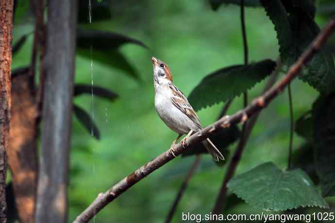 讲卫生的小麻雀（纪实版）