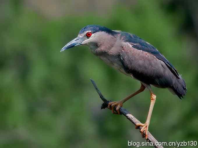警觉、呆板、发愣（组图，9张图片）