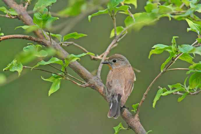 雄性红喉姬鹟(10) 雄性红喉姬鹟(10)