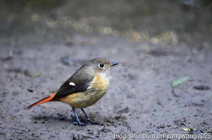 雌性北红尾鸲（9）