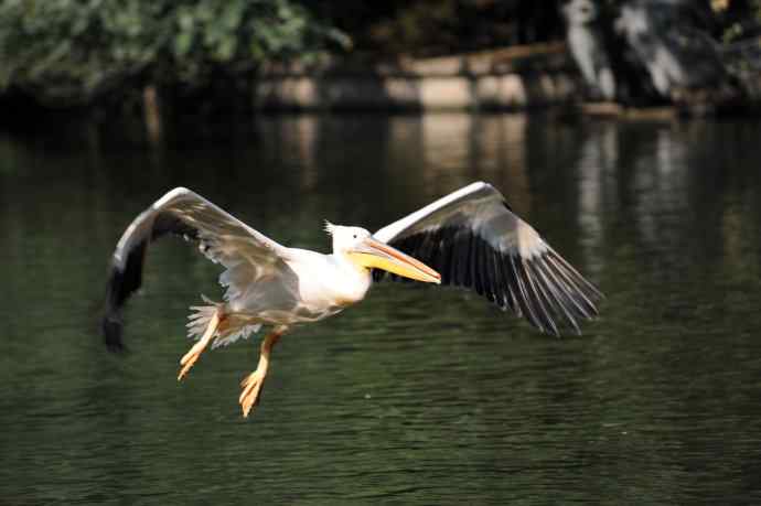 再拍鹈鹕 wbr wbr14