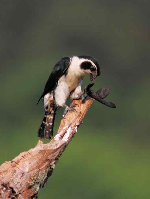 婺源观鸟行之晓起白腿小隼篇 婺源观鸟行之晓起白腿小隼篇