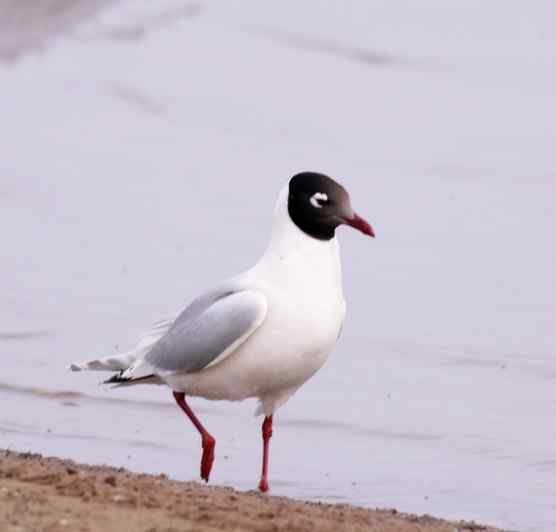 国家一级保护鸟类第1辑