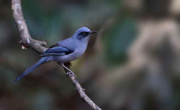 云飘繁花憩 南风任鸟依 (两天百花岭观鸟兼谈攻略)