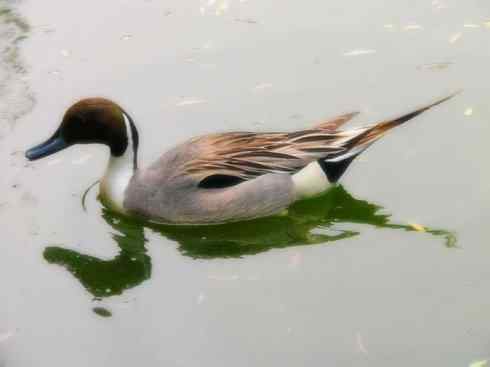 雁鸭之最之六（丑鸭、秋沙鸭、花脸鸭、针尾鸭）
