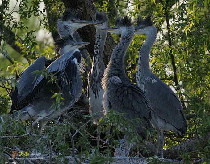 大苍的儿子有点烦