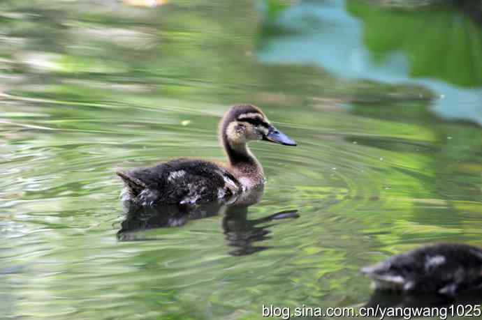 麋鹿苑中绿头鸭
