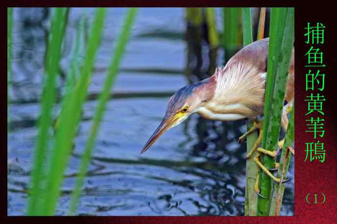 捕鱼的黄苇鳽（1）