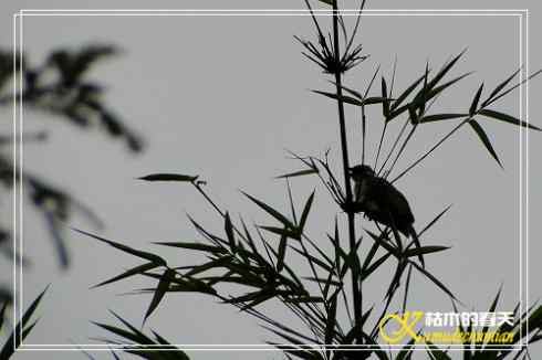 秋天-花-鸟【照片】