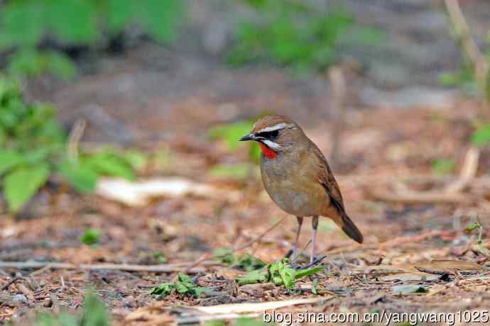雄性红喉歌鸲（18）
