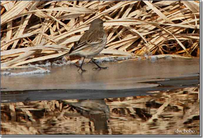 野鸭湖猛禽-红隼、短耳鸮、毛脚鵟 野鸭湖猛禽-红隼、短耳鸮、毛脚鵟