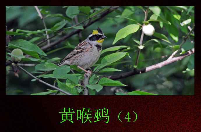 黄喉鹀 wbr4 黄喉鹀 wbr4