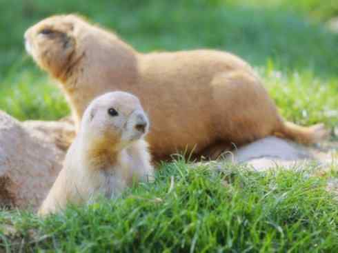 动物世界：山寨还是原创之七