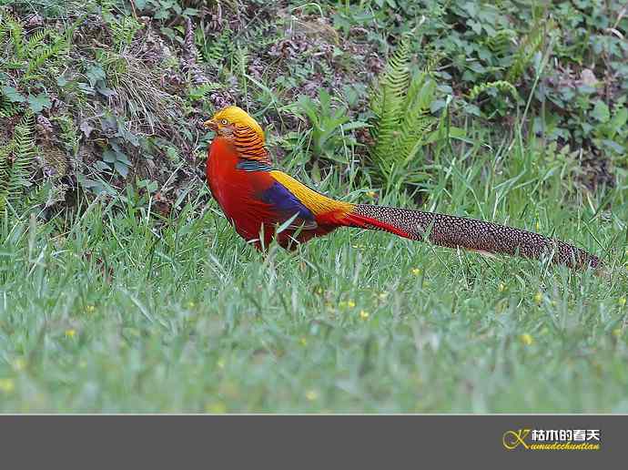 凤凰传说鈥斺敽旄菇跫
