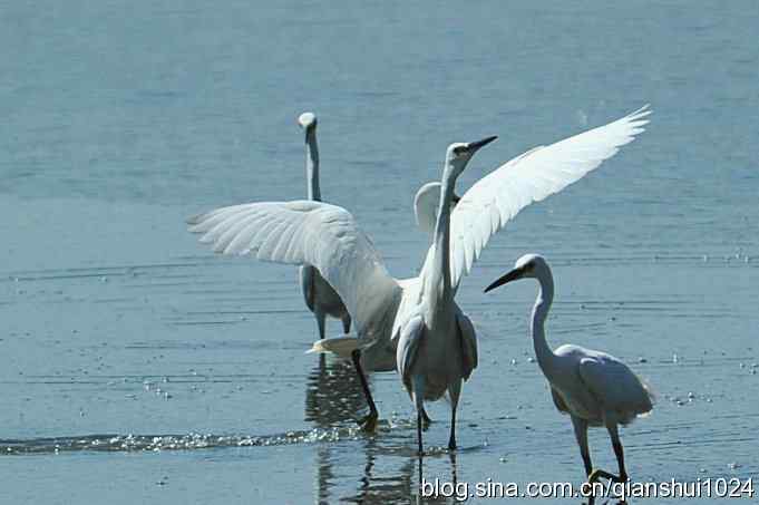 凌波仙子.白鹭海滨写真(北戴河)