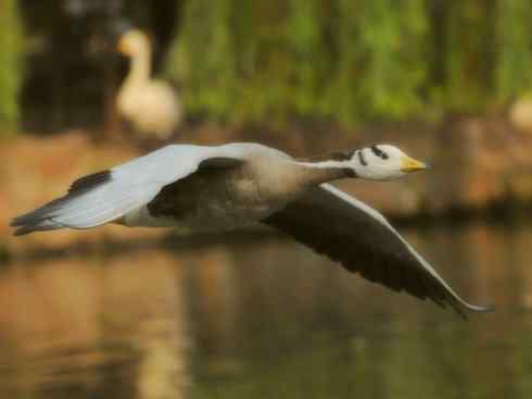 家禽驯化之源之十三（大雁、丹顶鹤）