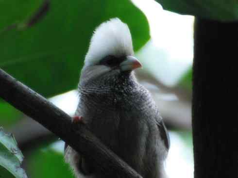 白头鸟系列:另类的美丽6 白头鸟系列:另类的美丽6