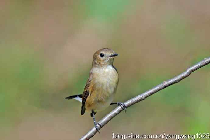 北京天坛公园的鸟类——秋天的红喉姬鹟（12）