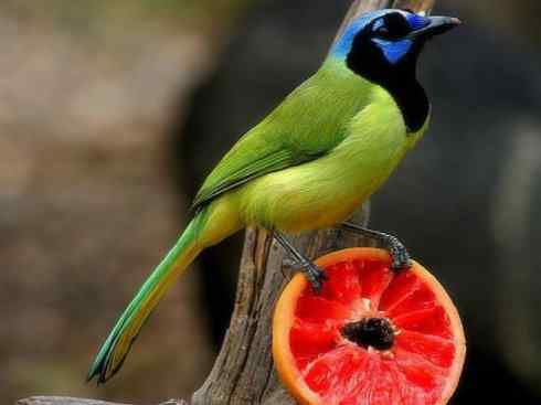 美丽无罪：雀鸟之蓝鸦