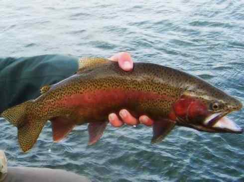 自然奇观：动物大迁徙(大马哈鱼)