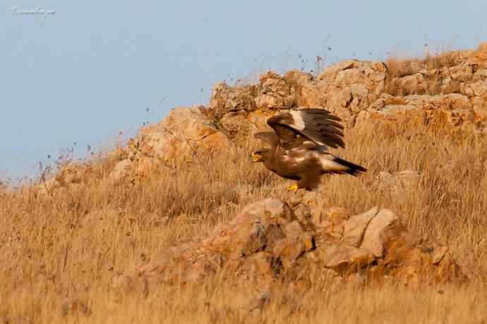 草原有约. wbr夕阳下与草原雕一家敖包相会