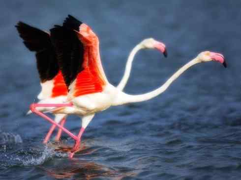 猎奇：奇特的鸟喙之二