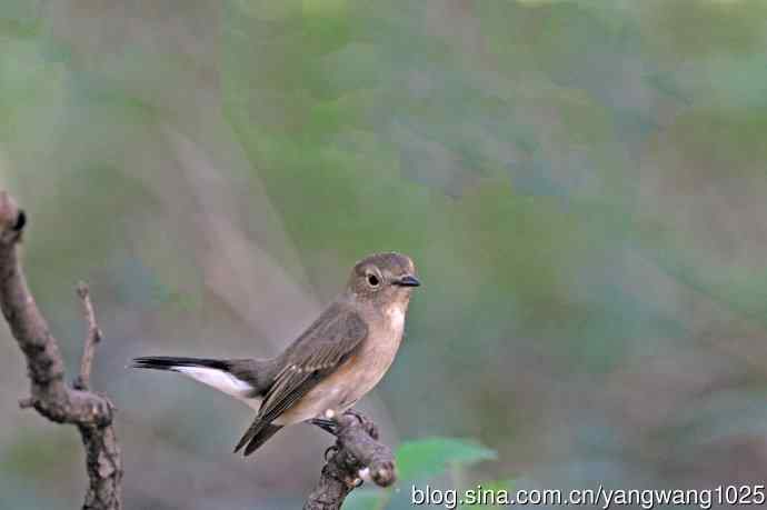 秋天的红喉姬鹟（1）