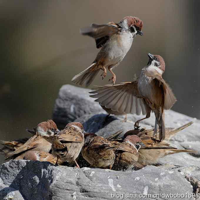 争食儿滴小麻雀