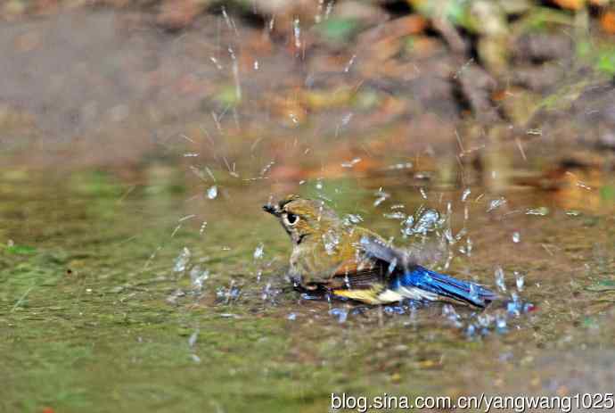 雌性红胁蓝尾鸲(63) 雌性红胁蓝尾鸲(63)