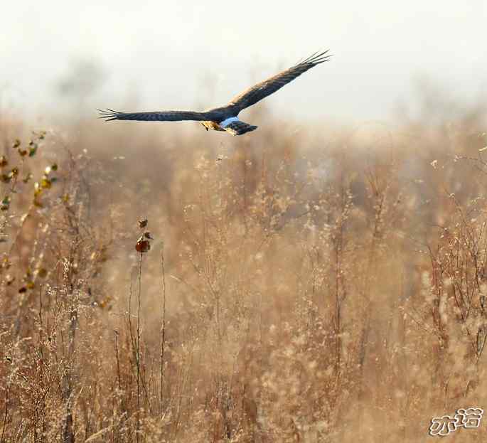 官厅水库&nbsp;wbr路&nbsp;wbr四种猛禽