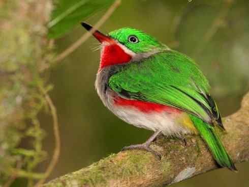 绝色攀禽：佛法僧目之短尾鴗