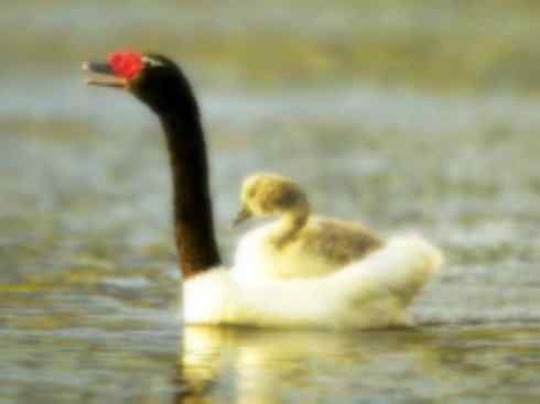 奇特的盔：黑颈天鹅