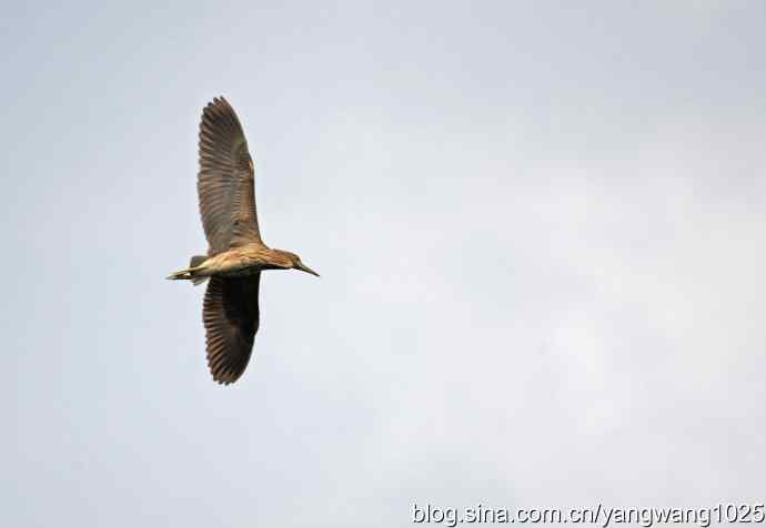 杂片（斑头雁、海鸥、夜鹭）