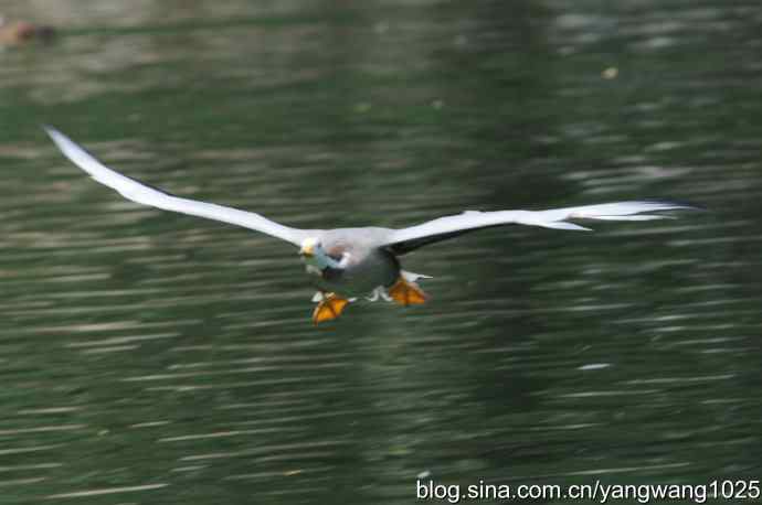 飞（斑头雁、野鸭）