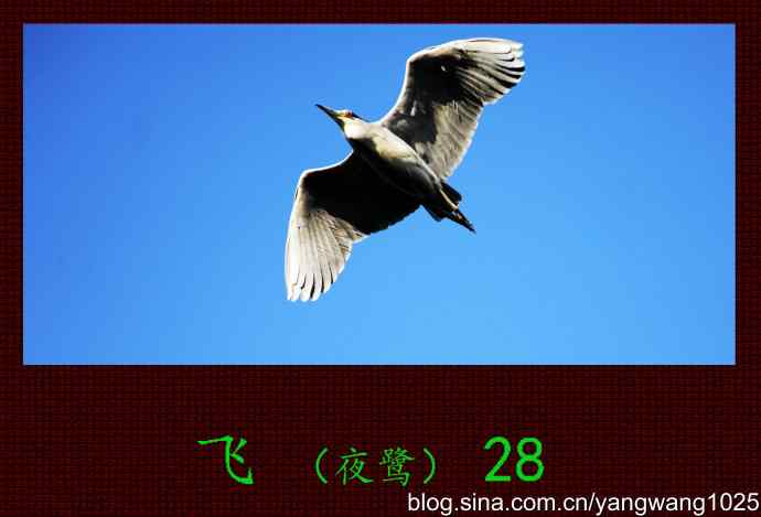 飞(夜鹭)28 飞(夜鹭)28