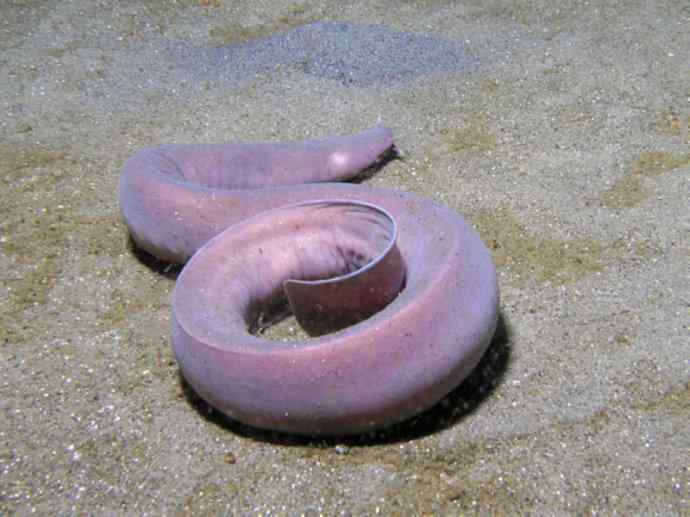 鱼类活化石:盲鳗 鱼类活化石:盲鳗