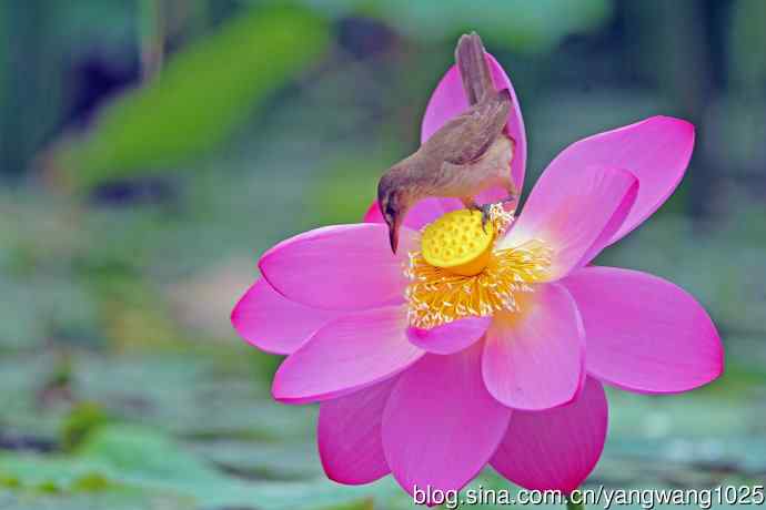 东方大苇莺与荷花（1）