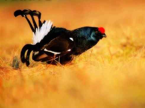 奇特的盔：眼斑吐绶鸡